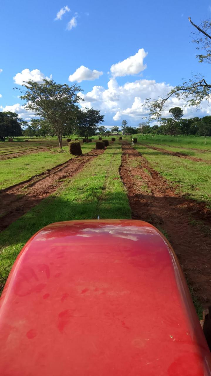 Plantio de grama — Fazenda, Triângulo Mineiro